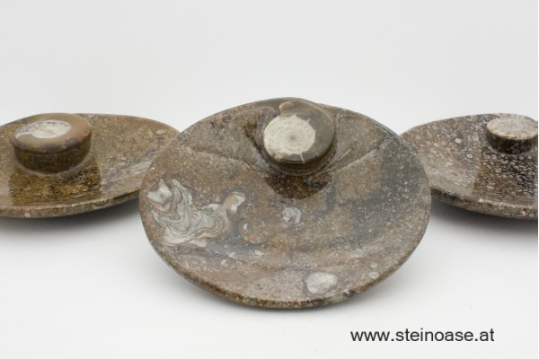 Fossile Steinschale Ammonite